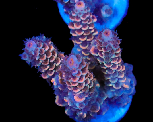 818'S HOT FLASH TENUIS