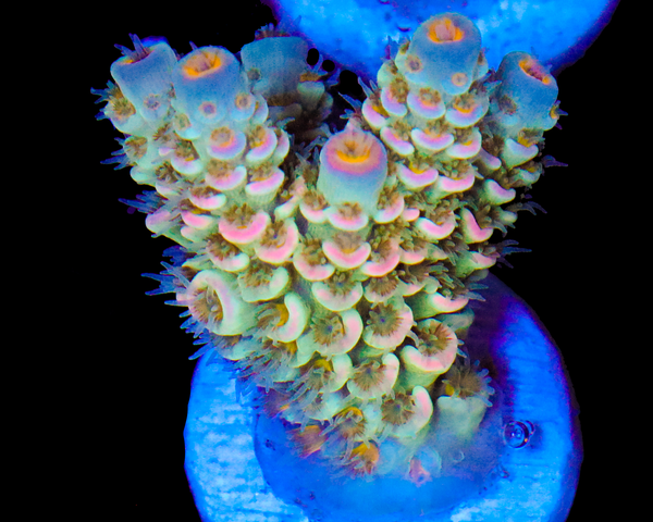 818'S ISLAND BREEZE TENUIS