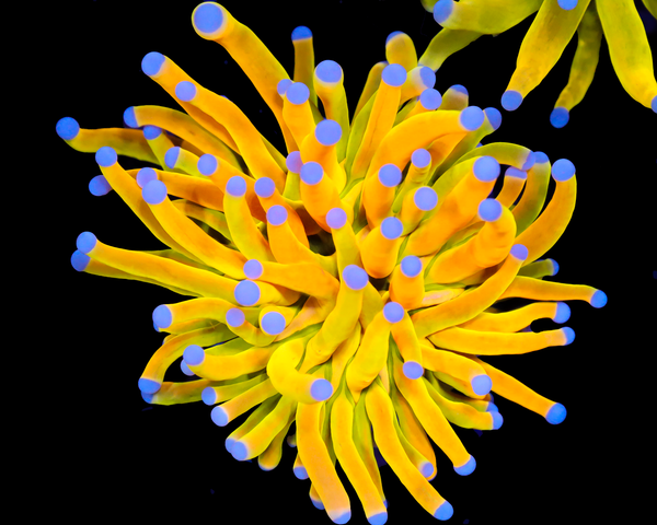 ULTRA OG HOLY GRAIL TORCH