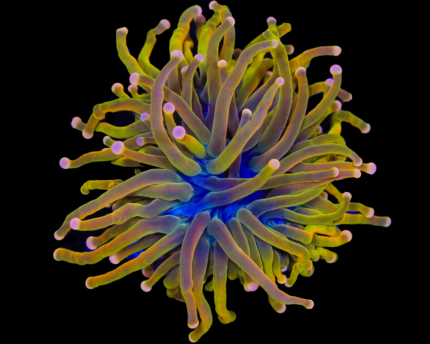 MALAYSIAN MASTER TORCH