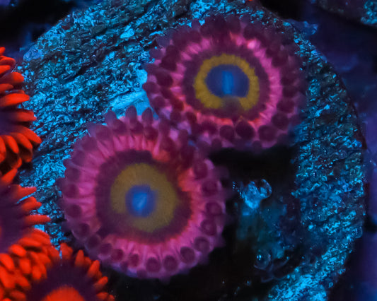 CHUCKIES BRIDE ZOAS