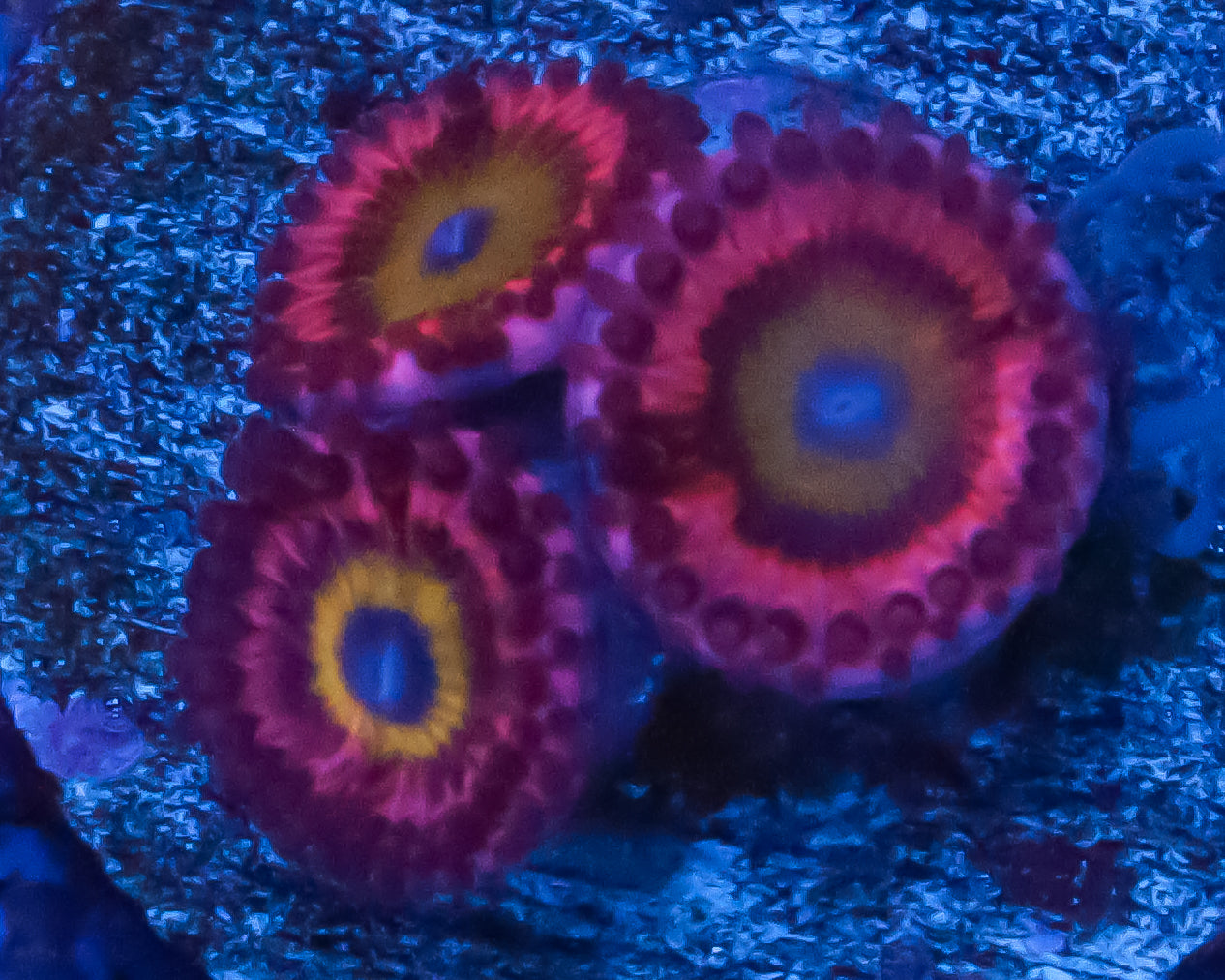 CHUCKIES BRIDE ZOAS