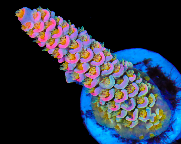 818'S FIRECRACKER TENUIS NEW RELEASE