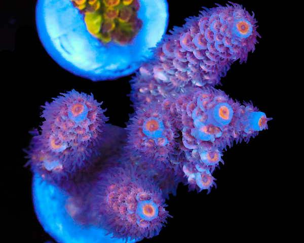 818'S DRAGONFRUIT TENUIS CHUNK