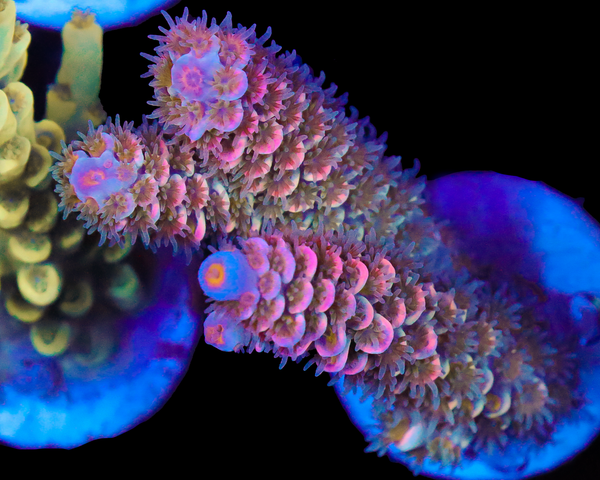 818'S WET DREAM TENUIS