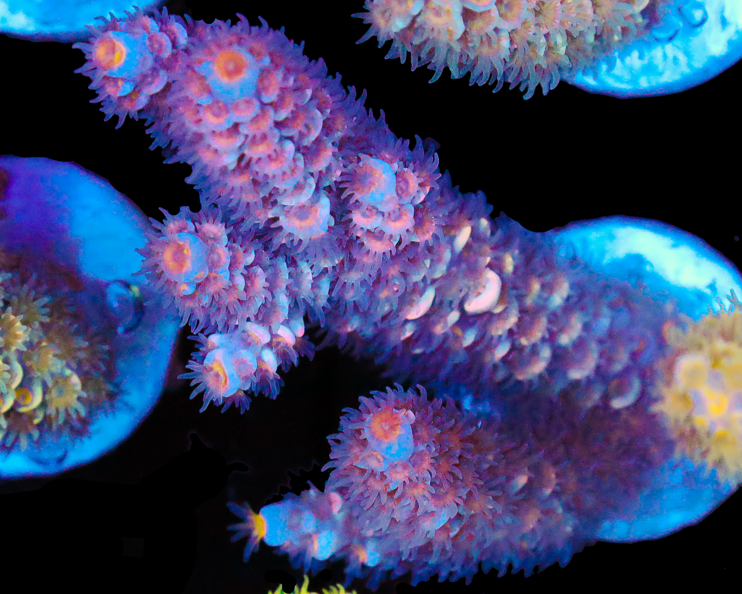 818'S DRAGONFRUIT TENUIS CHUNK