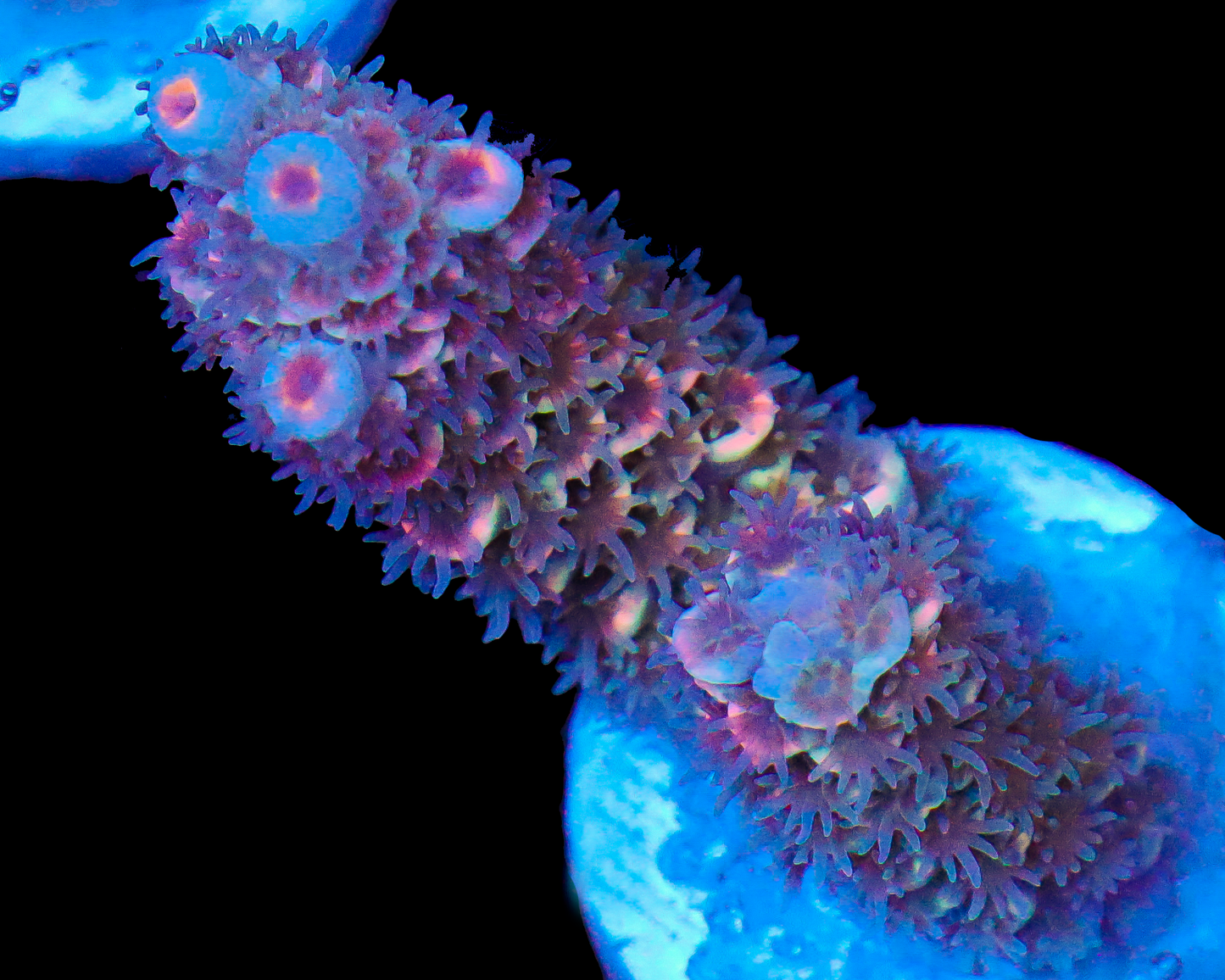 818'S GRAPE SPARKLER TENUIS