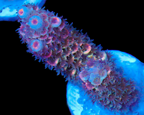 818'S GRAPE SPARKLER TENUIS