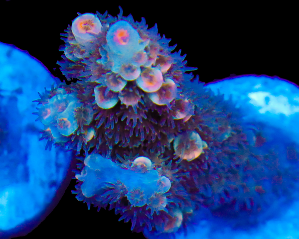 NEW RELEASE MALAYSIAN TENUIS