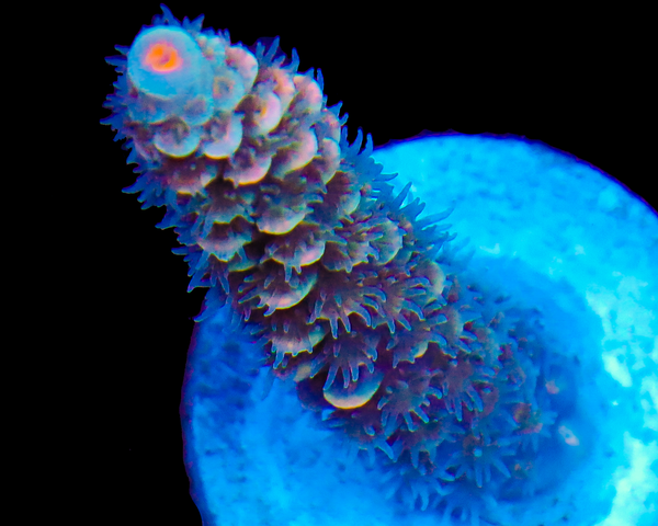 NEW RELEASE MALAYSIAN TENUIS