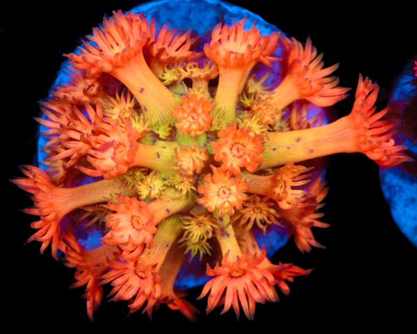 818'S CITRUS SMASH GONI NEW RELEASE