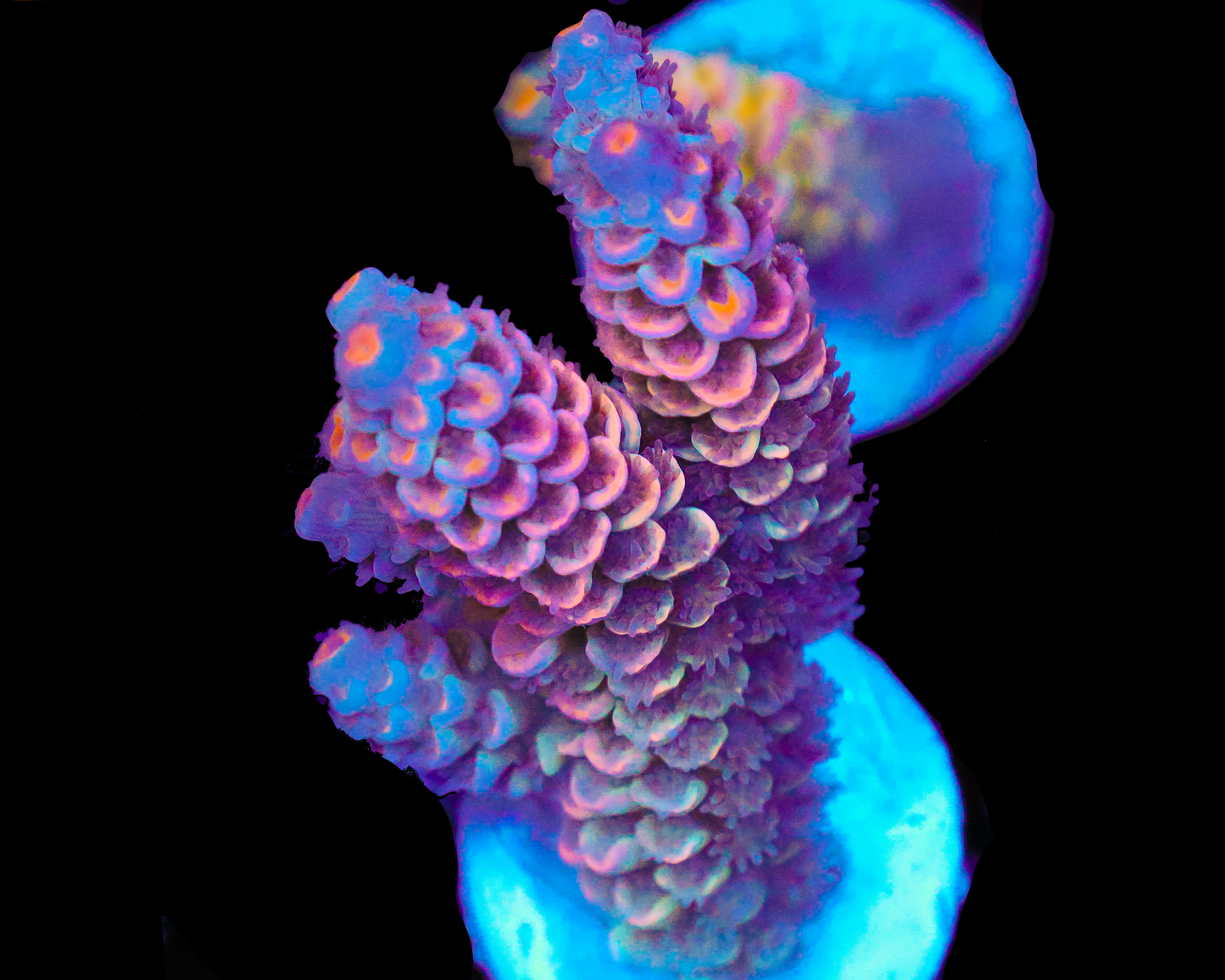 818'S PINK PLASMA TENUIS NEW RELEASE