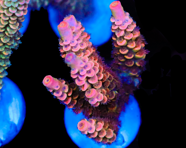 818'S SOB TENUIS NEW RELEASE