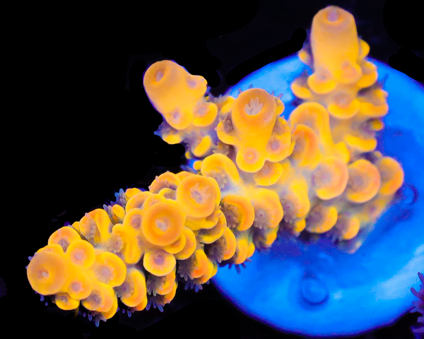 818'S NEBULA TENUIS VERY LIMITED