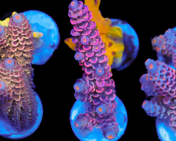 818'S TROPICAL PUNCH TENUIS NEW RELEASE XL FRAG