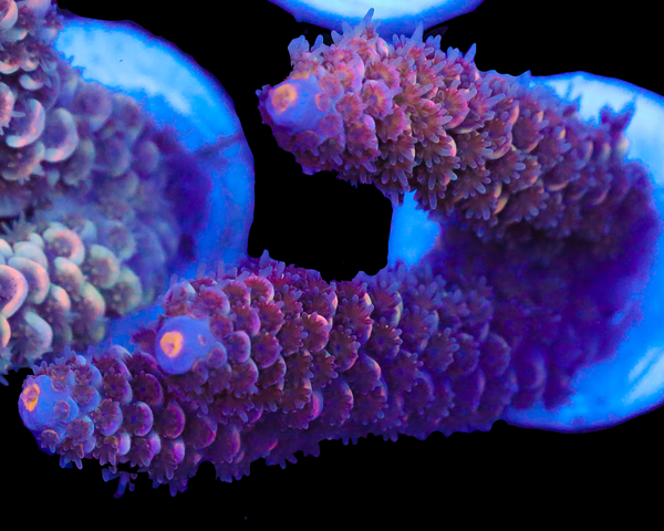 818'S PURPLE VELVET TENUIS