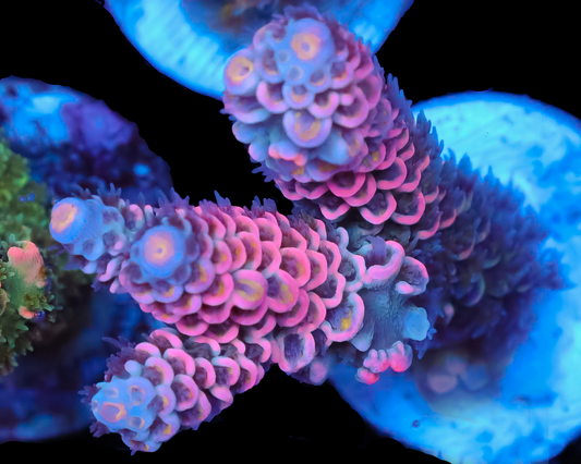 818'S BUBBLEYUM TENUIS