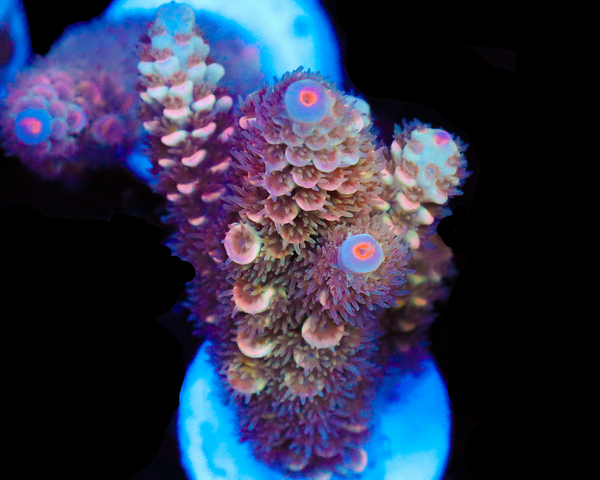 818'S BRIGHT EYES TENUIS