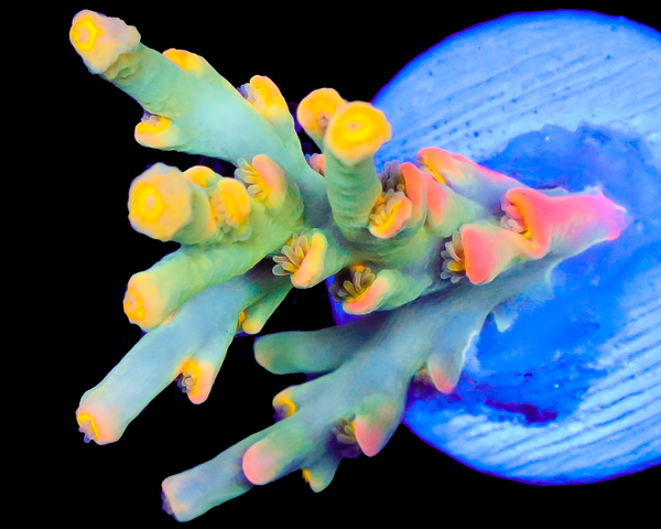 818'S HYPER CRUSH SPECIOSA