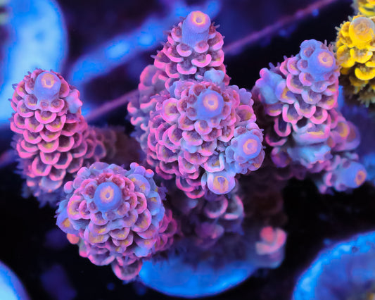 818'S BUBBLEYUM TENUIS CHUNK