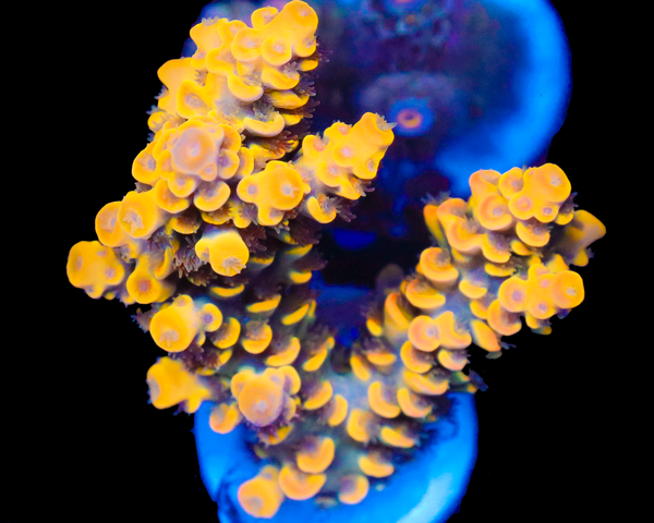 818'S NEBULA XL CHUNK