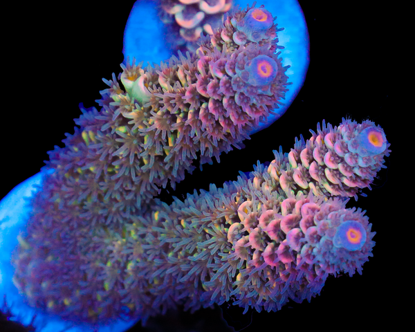 818'S FUZZY NAVEL TENUIS NEW RELEASE