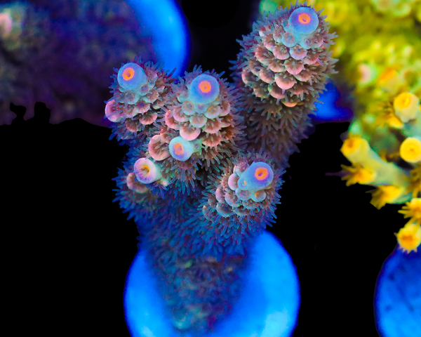 818'S KIWI KRUSH TENUIS