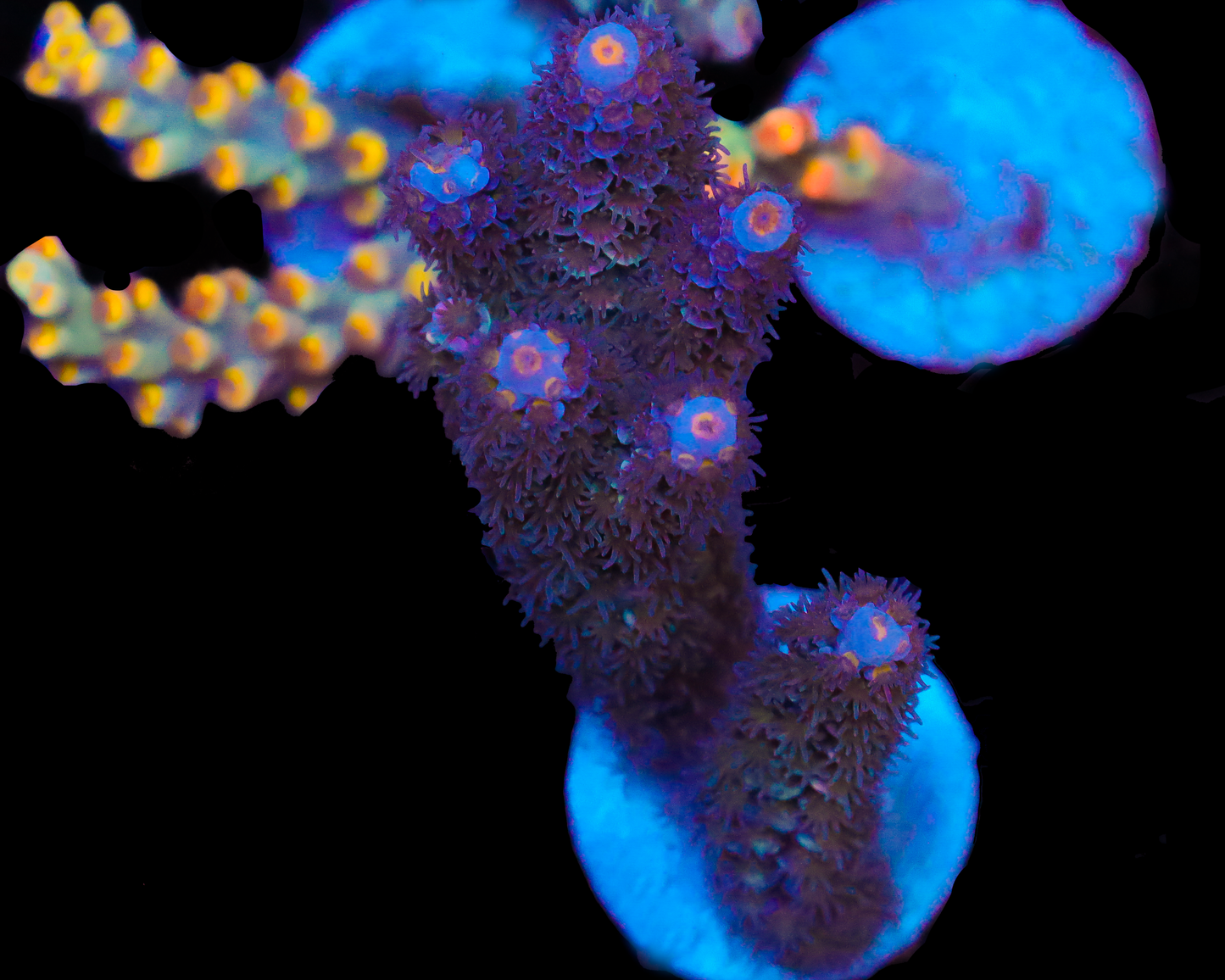 818'S COSMIC CHERRY TENUIS CHUNK