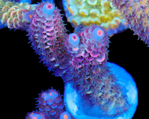 818'S SHIRLEY TEMPLE TENUIS NEW RELEASE