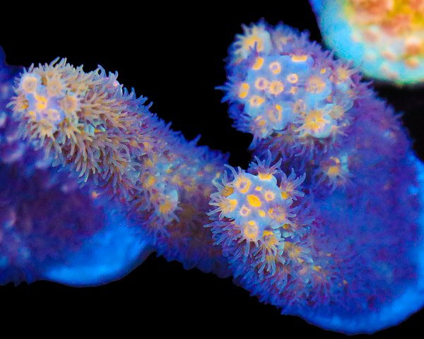 818'S RAINMAKER TENUIS MINI COLONY