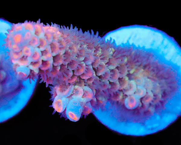 818'S ELECTRIC DAISEY TENUIS NEW RELEASE