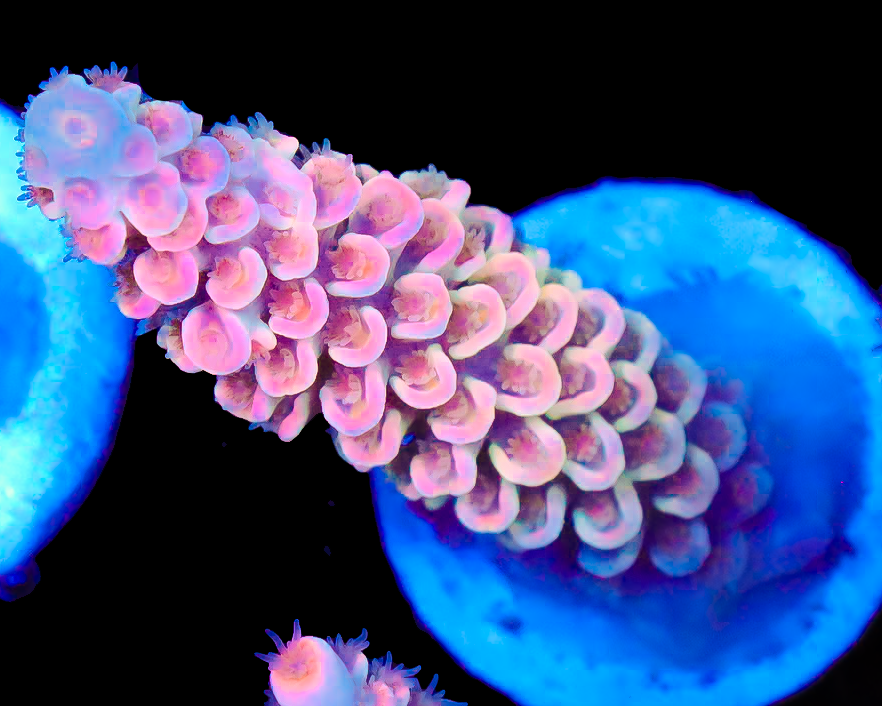 818'S NEON GOD TENUIS