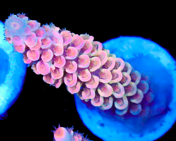 818'S NEON GOD TENUIS