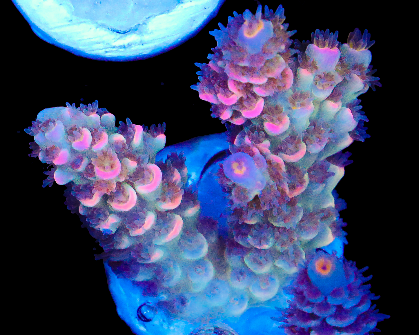 818'S CARE BEAR TENUIS NEW RELEASE