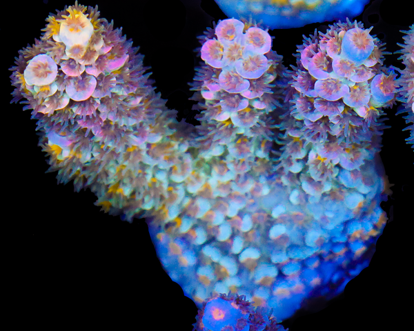 818'S BLUE FLAME TENUIS ENCRUSTED