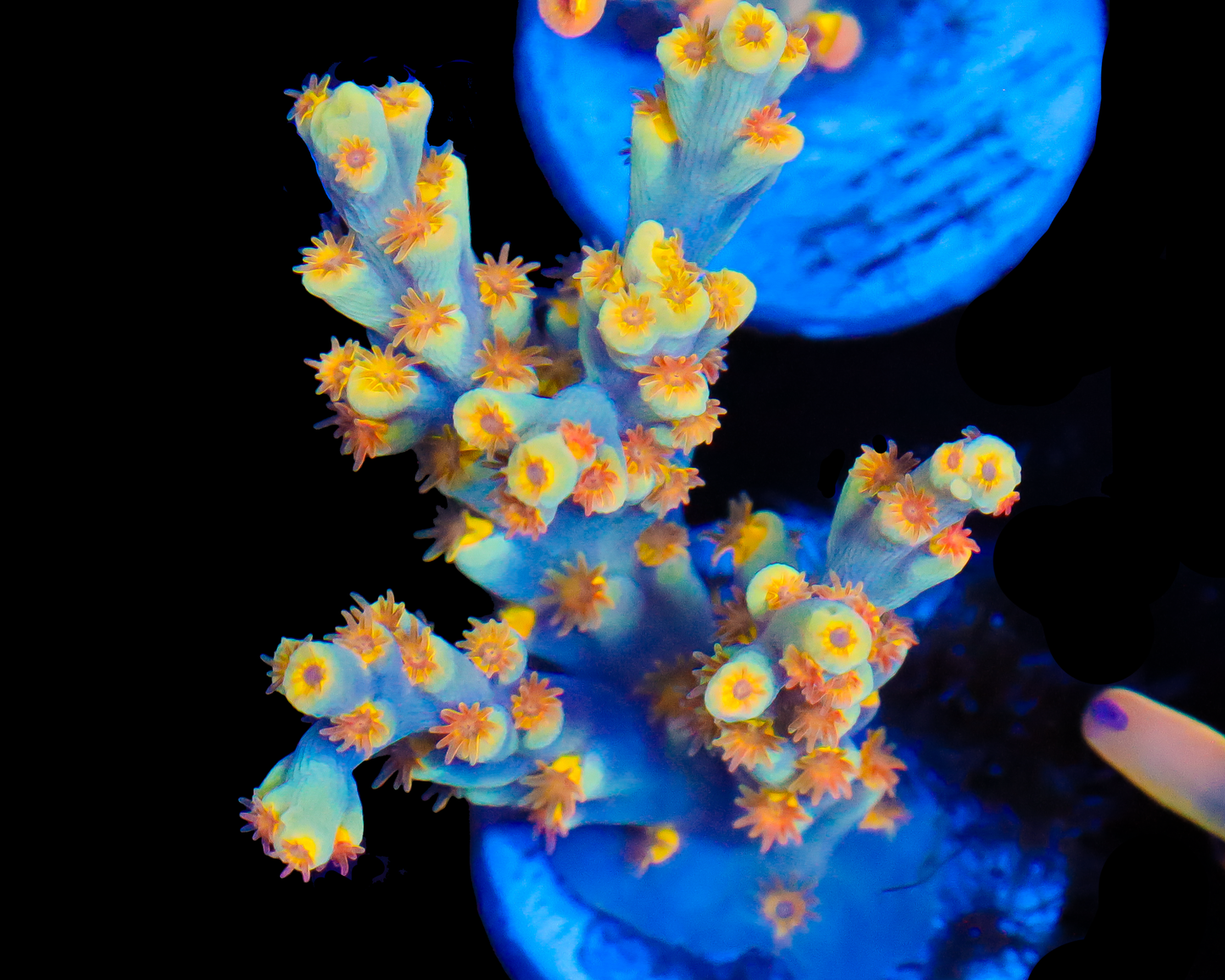 818'S SPITFIRE SPECIOSA