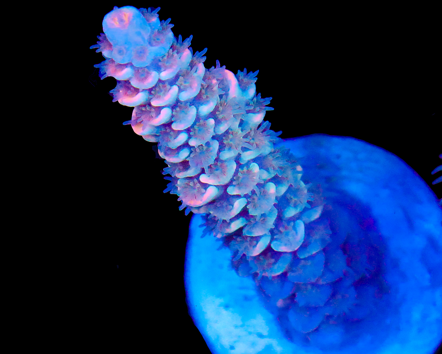 818'S PINK HALO TENUIS