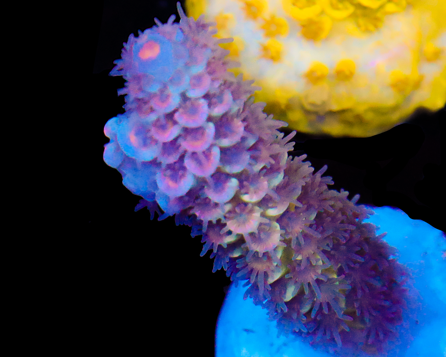 818'S NORTHERN LIGHTS TENUIS