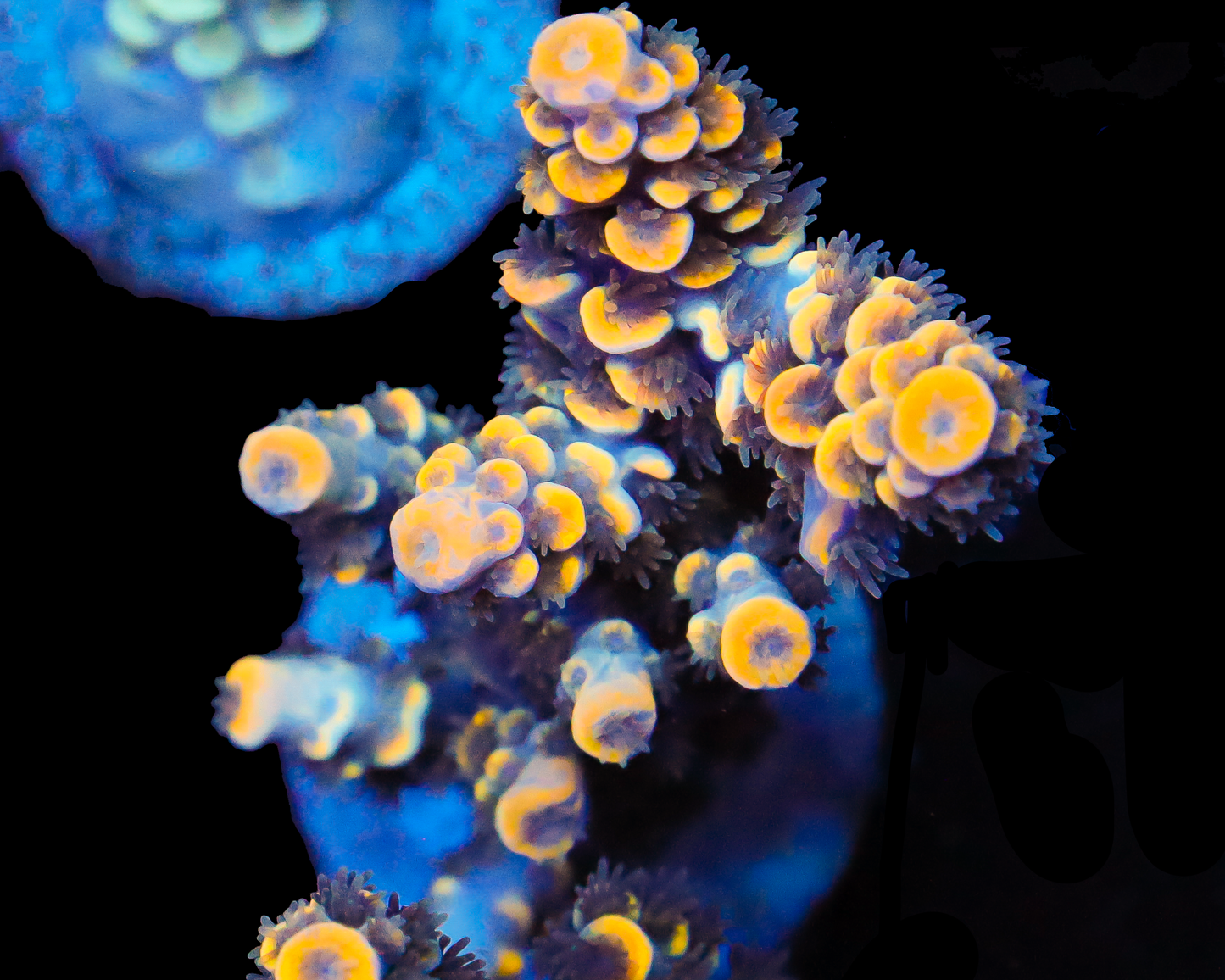 818'S SUNBURST SPLICE GRAFTED TENUIS