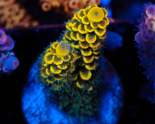 818'S PINEAPPLE SPLICE TENUIS EXTREMELY LIMITED