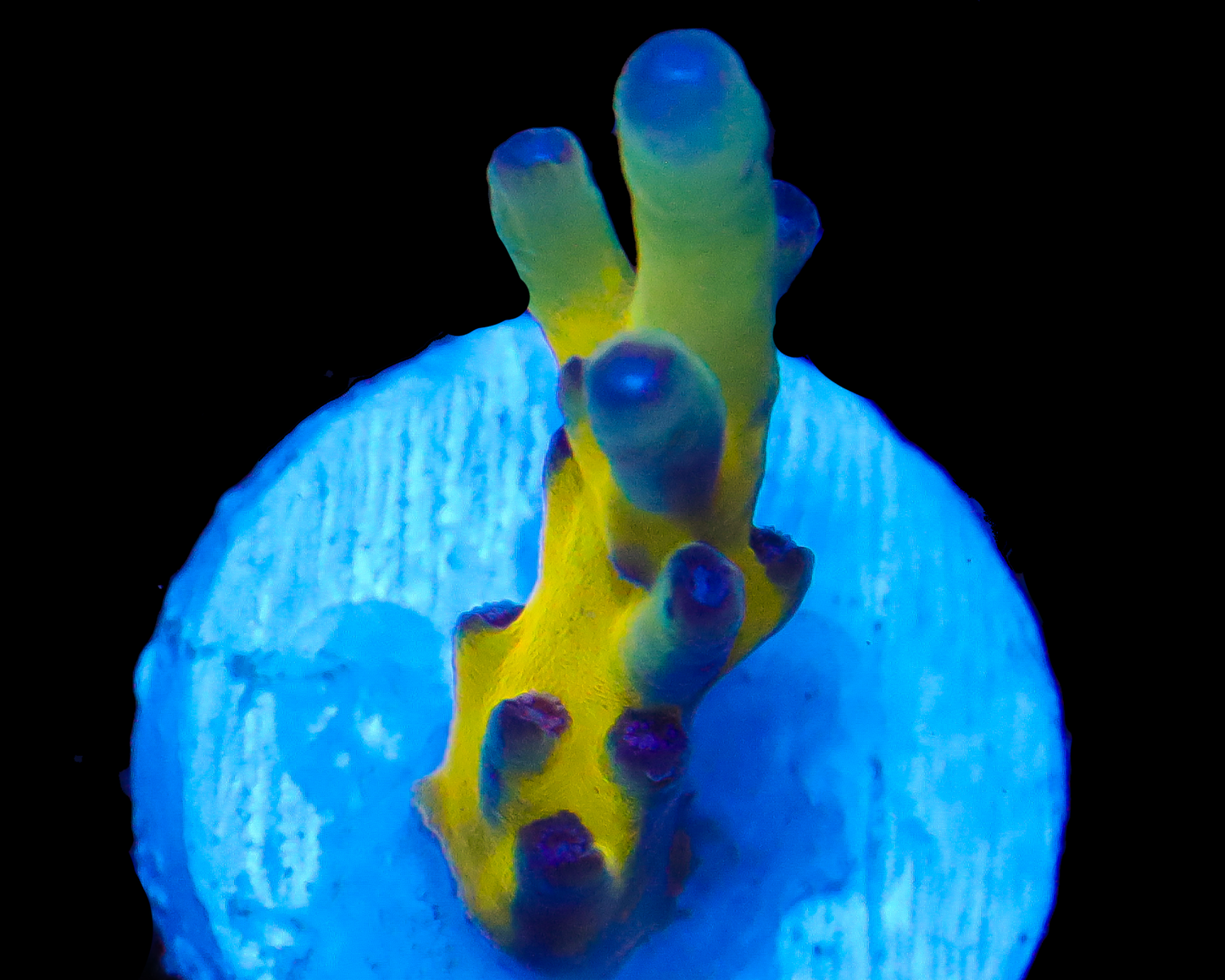 818'S SLIMEBALL LOKANI SMALL