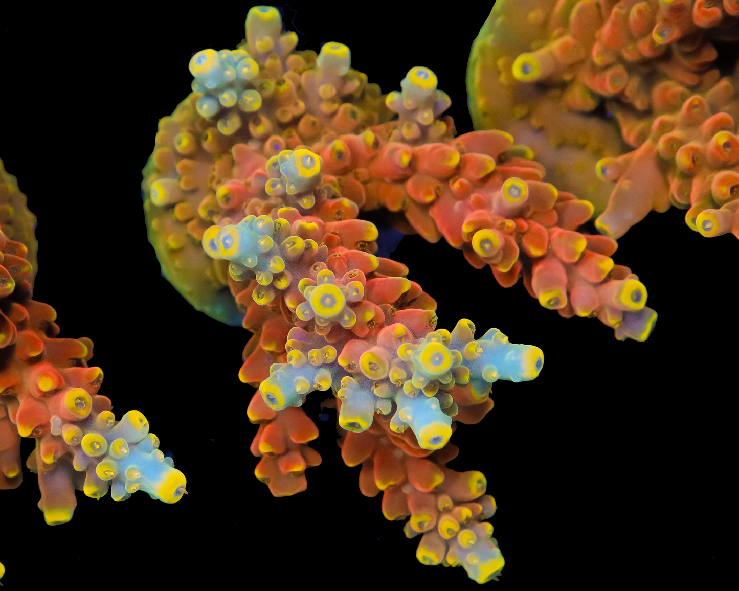 818'S POISON IVY ACRO