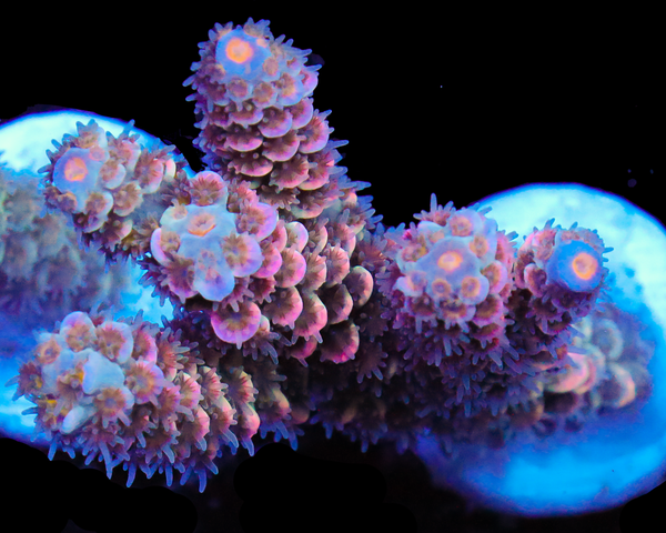 818'S WET DREAM TENUIS CHUNK