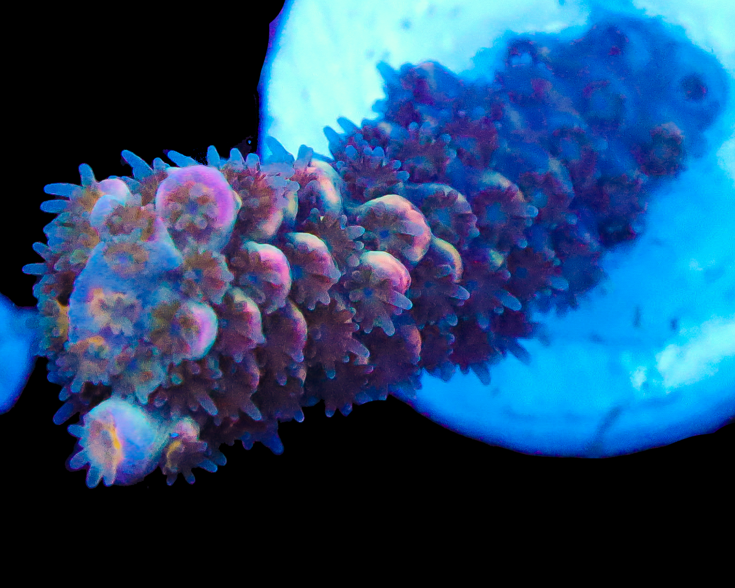 818'S GRAPE SPARKLER TENUIS