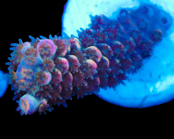 818'S GRAPE SPARKLER TENUIS