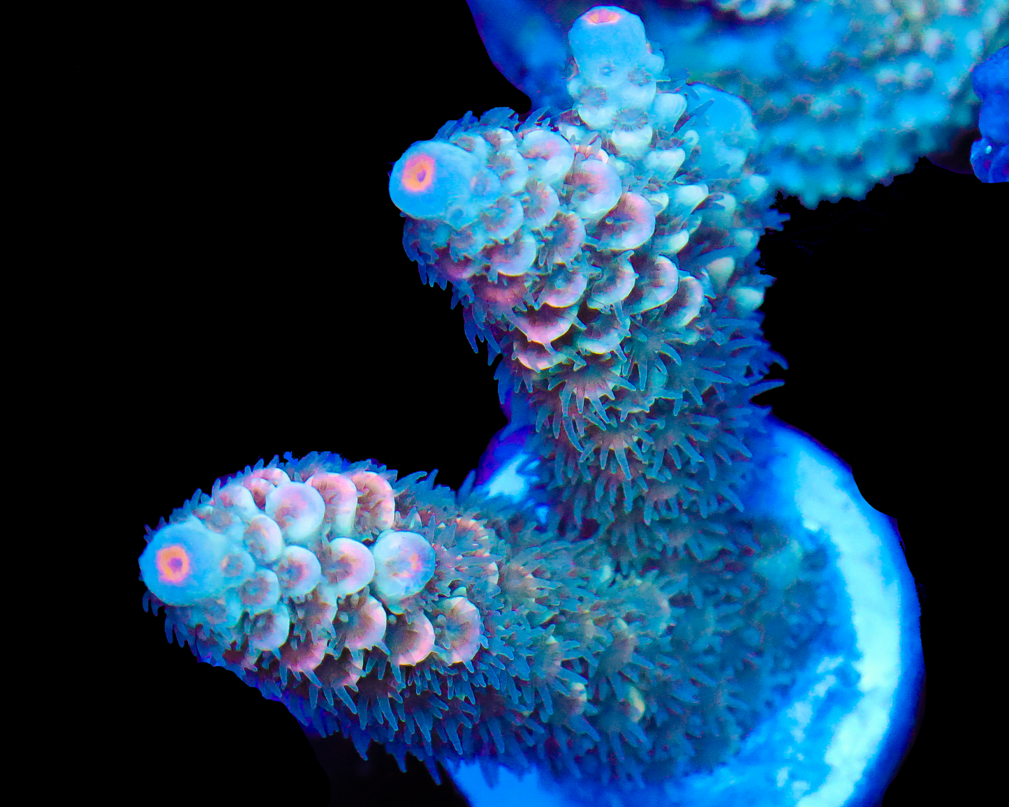 818'S SNOWSTORM TENUIS