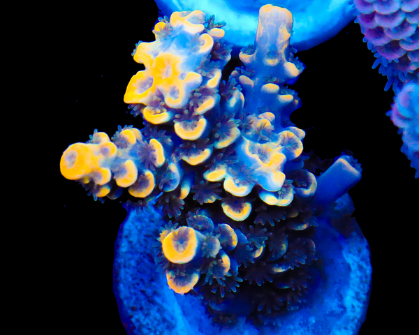 818'S SUNBURST SPLICE GRAFTED TENUIS