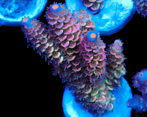 818'S WET DREAM TENUIS CHUNK