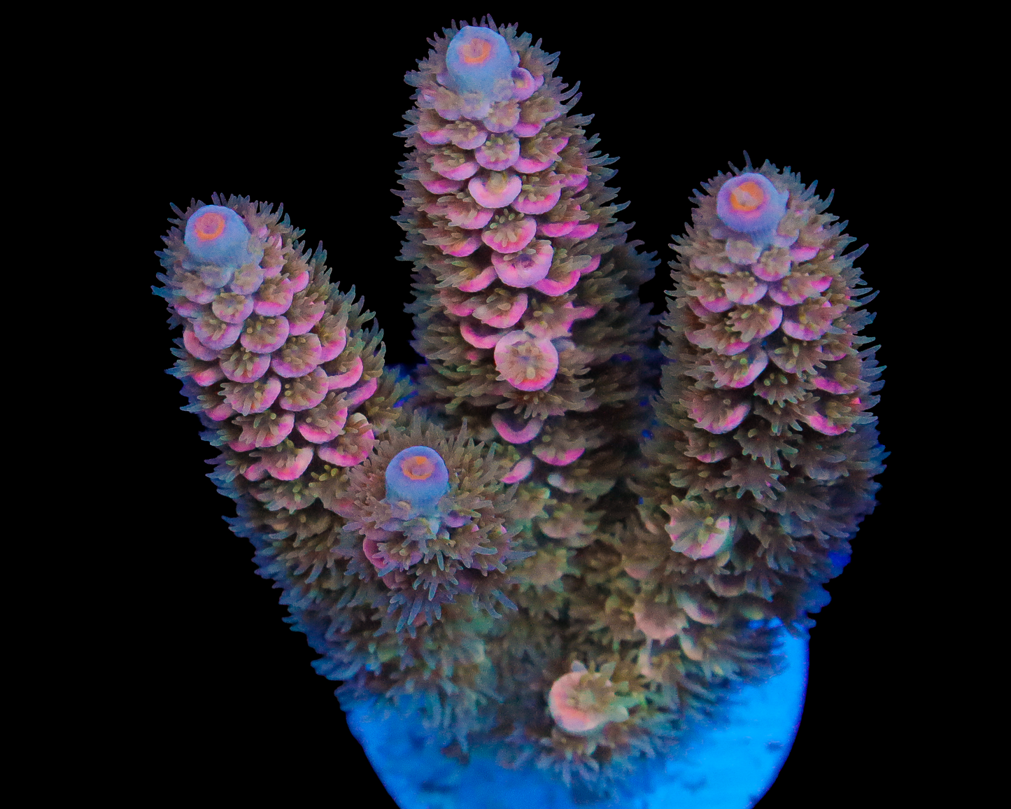 818'S PINK SHERBET TENUIS CHUNK