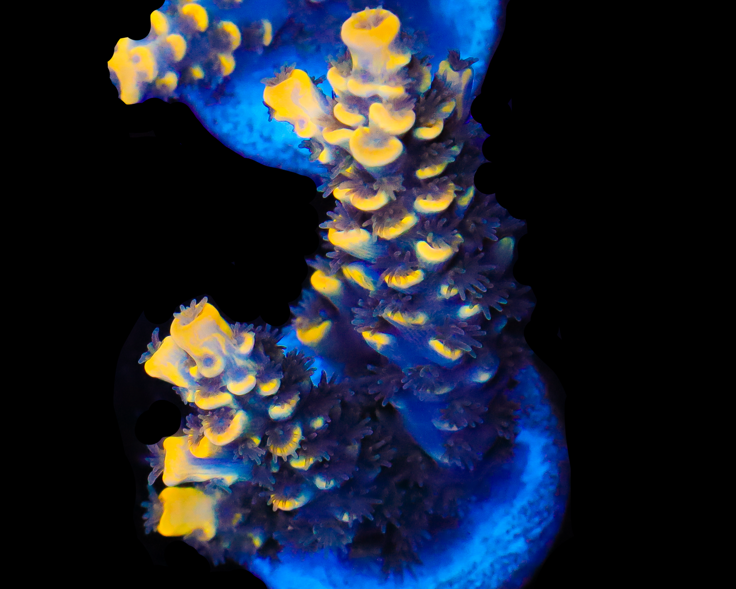 818'S SUNBURST SPLICE GRAFTED TENUIS